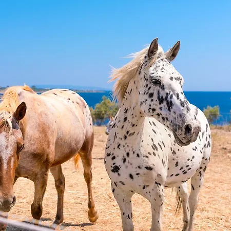 Skinos Ilivatos Eco Villa&estate